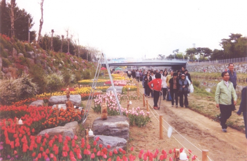 원천리천 튤립 축제 조성