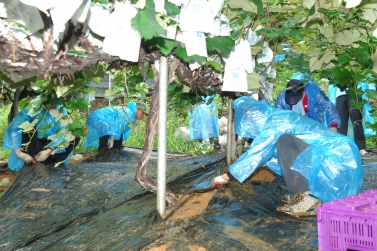 태풍피해지역 자원봉사활동1