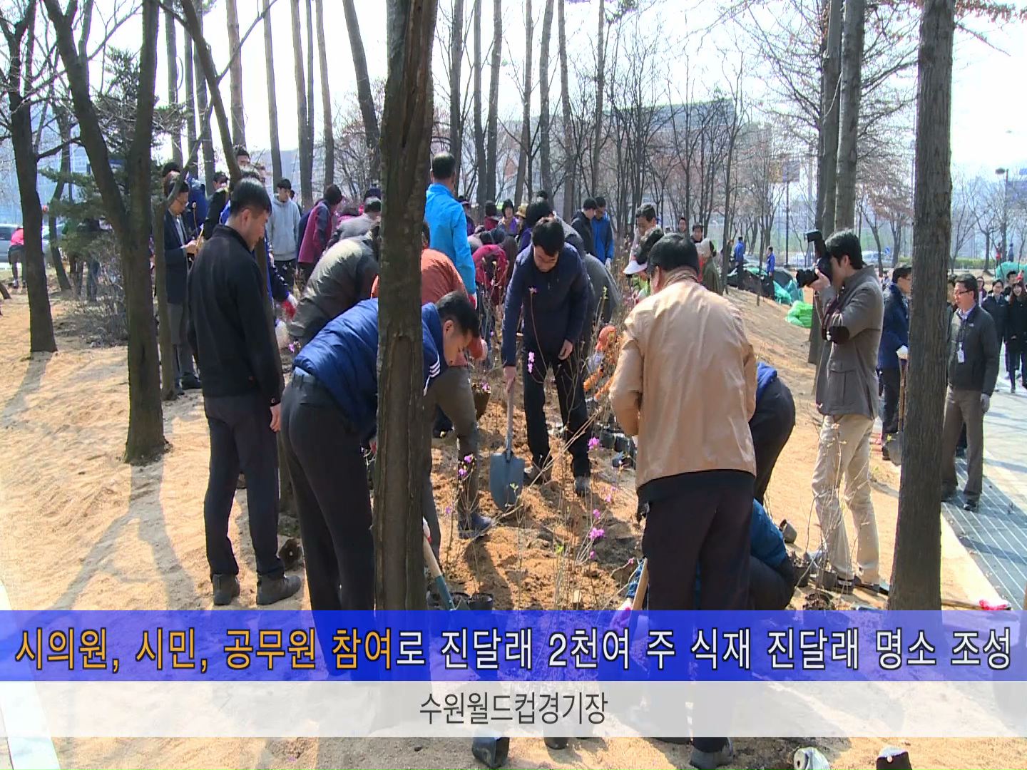 수원의 꽃 진달래 식목행사