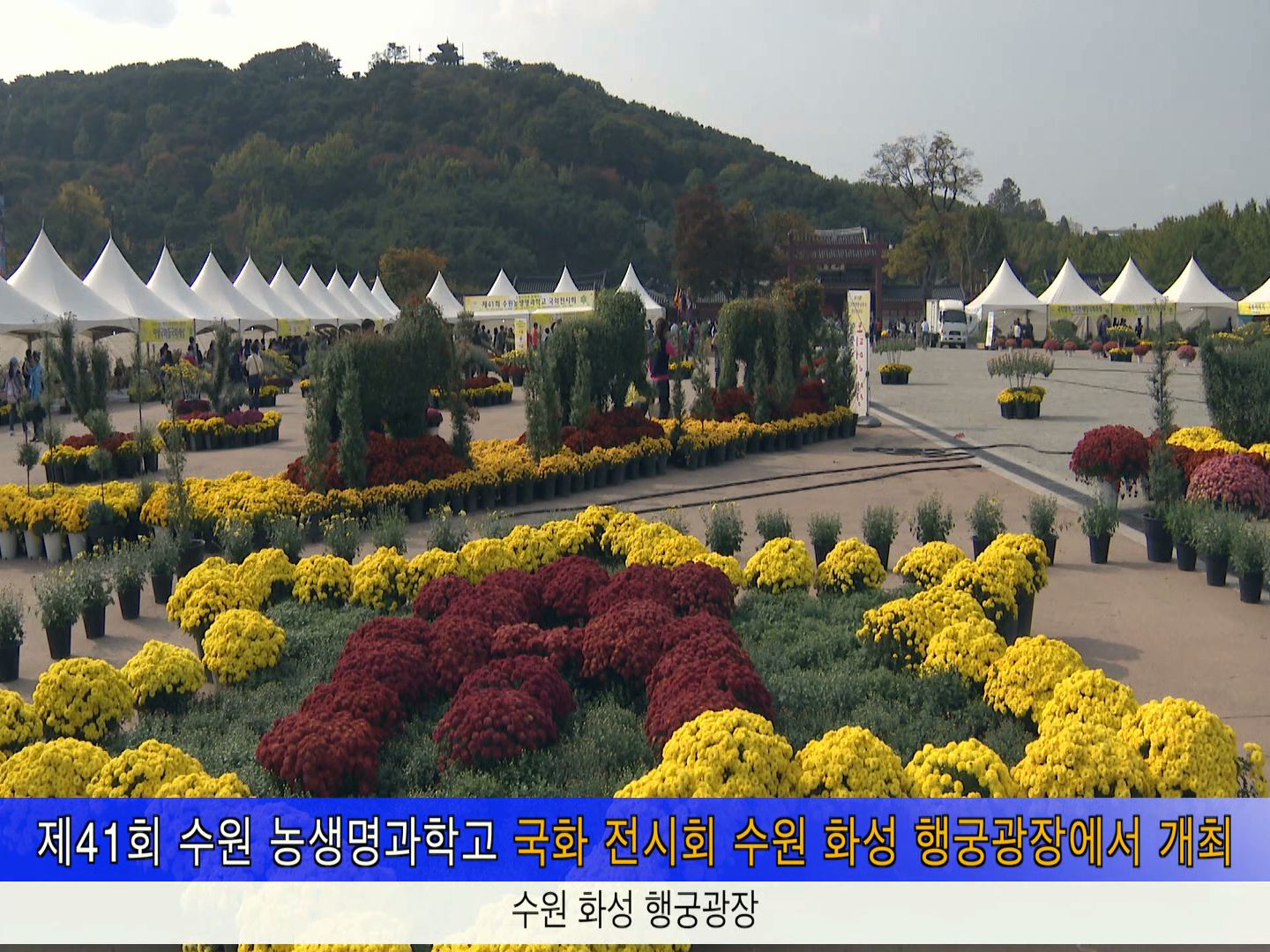 제41회 수원농생명과학고 국화 전시회